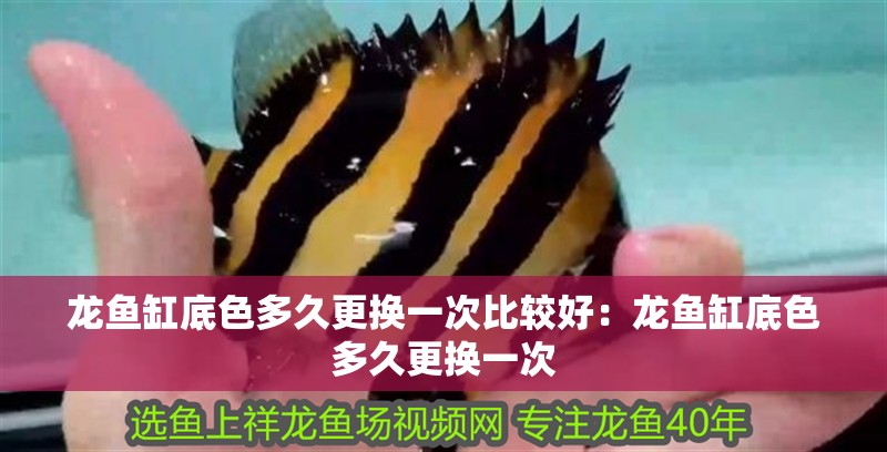 龍魚缸底色多久更換一次比較好：龍魚缸底色多久更換一次
