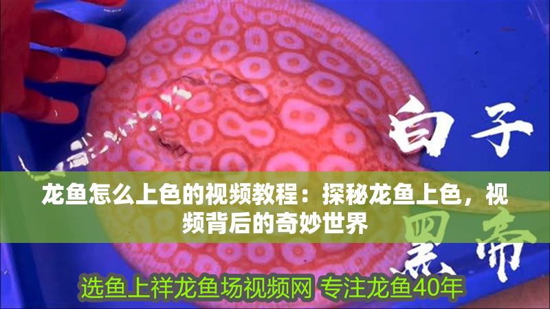 龍魚怎么上色的視頻教程：探秘龍魚上色，視頻背后的奇妙世界