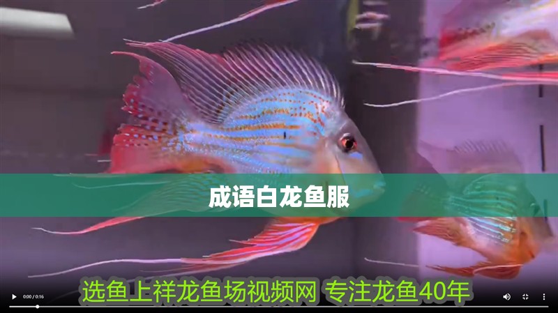 成語白龍魚服