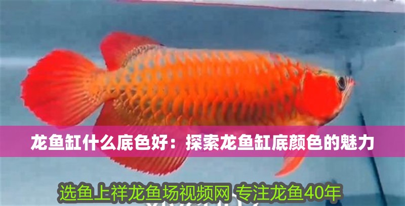 龍魚(yú)缸什么底色好：探索龍魚(yú)缸底顏色的魅力