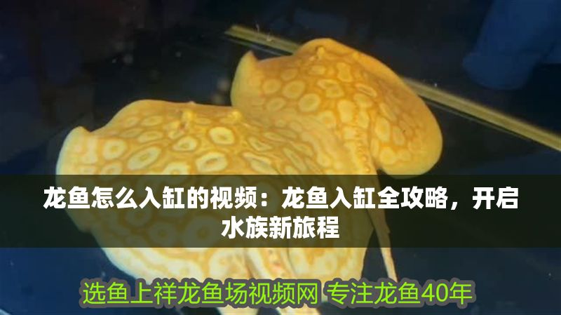 龍魚怎么入缸的視頻：龍魚入缸全攻略，開(kāi)啟水族新旅程