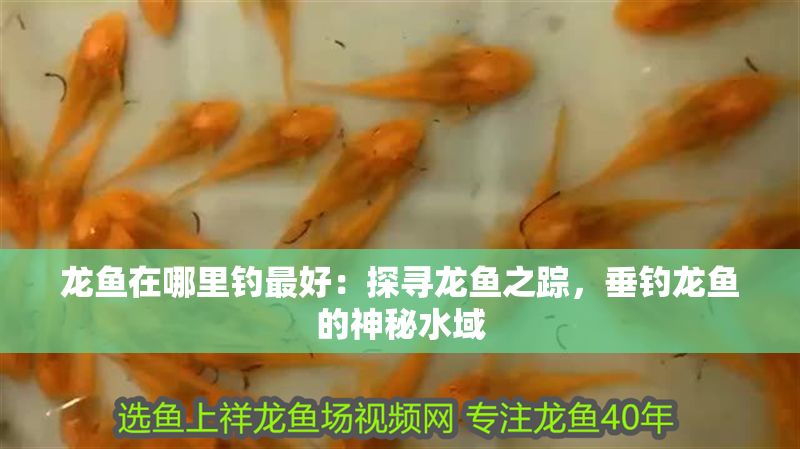 龍魚在哪里釣最好：探尋龍魚之蹤，垂釣龍魚的神秘水域