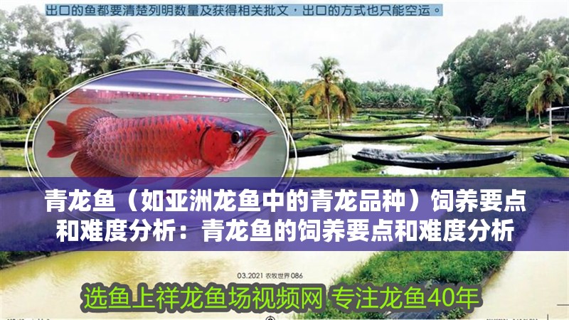 青龍魚（如亞洲龍魚中的青龍品種）飼養要點和難度分析：青龍魚的飼養要點和難度分析