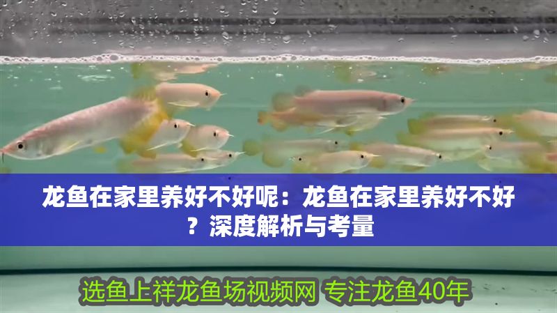 龍魚在家里養(yǎng)好不好呢：龍魚在家里養(yǎng)好不好？深度解析與考量