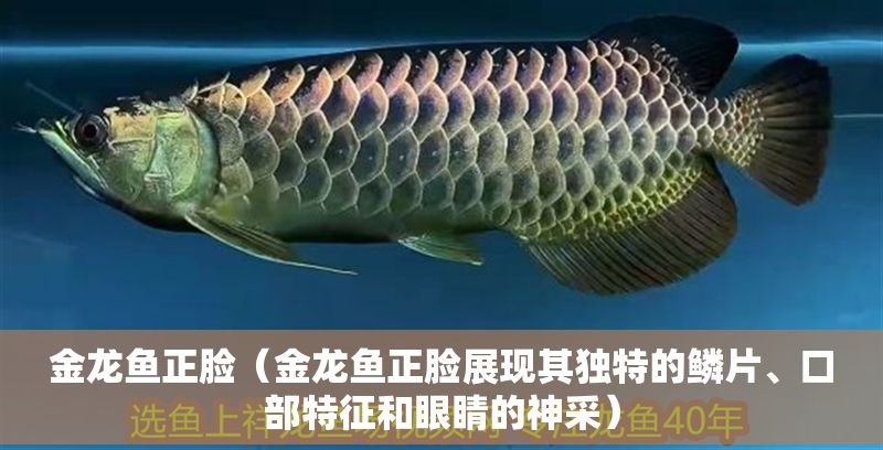 金龍魚正臉（金龍魚正臉展現(xiàn)其獨特的鱗片、口部特征和眼睛的神采）