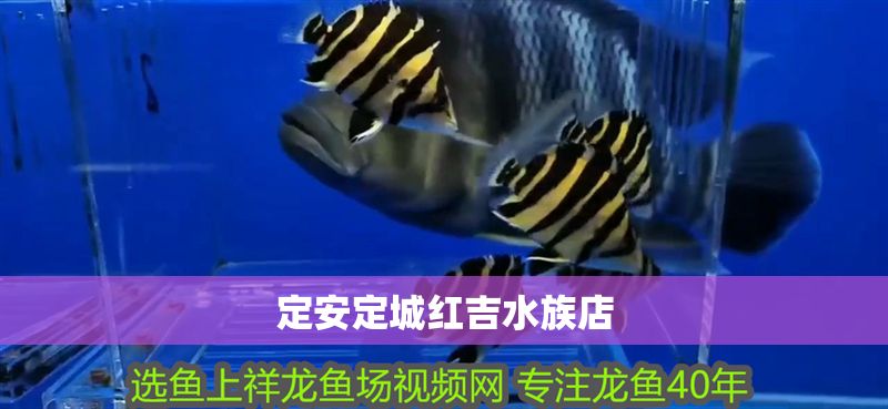 <strong><mark>定安</mark></strong>定城紅吉水族店