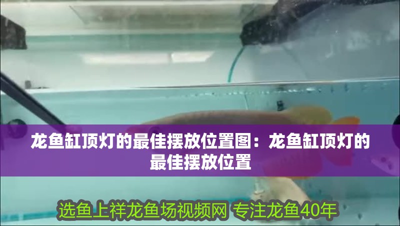 龍魚缸頂燈的最佳擺放位置圖：龍魚缸頂燈的最佳擺放位置