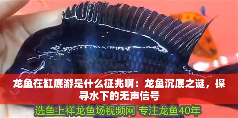 龍魚(yú)在缸底游是什么征兆啊：龍魚(yú)沉底之謎，探尋水下的無(wú)聲信號(hào)