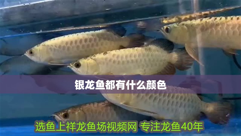 銀龍魚都有什么顏色