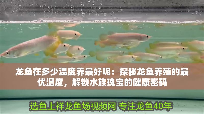 龍魚在多少溫度養最好呢：探秘龍魚養殖的最優溫度，解鎖水族瑰寶的健康密碼