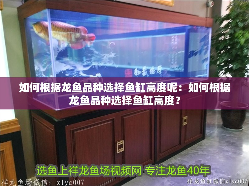 如何根據龍魚品種選擇魚缸高度呢：如何根據龍魚品種選擇魚缸高度？