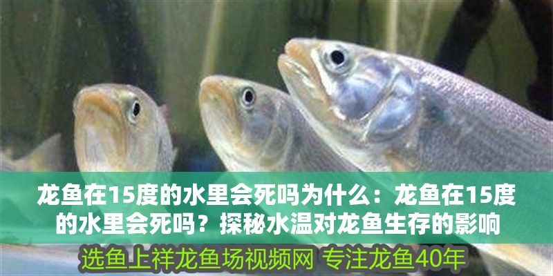 龍魚在15度的水里會(huì)死嗎為什么：龍魚在15度的水里會(huì)死嗎？探秘水溫對龍魚生存的影響
