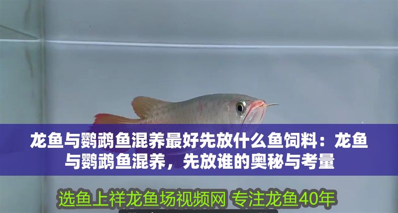 龍魚與鸚鵡魚混養最好先放什么魚飼料：龍魚與鸚鵡魚混養，先放誰的奧秘與考量
