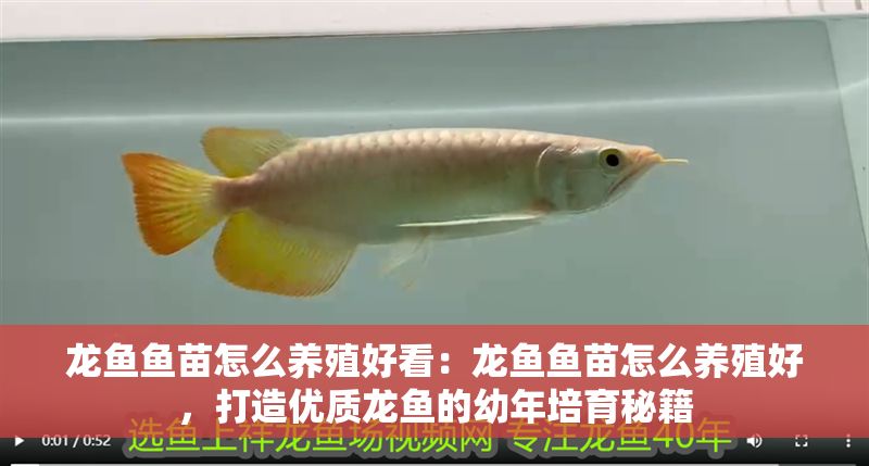 龍魚魚苗怎么養(yǎng)殖好看：龍魚魚苗怎么養(yǎng)殖好，打造優(yōu)質(zhì)龍魚的幼年培育秘籍