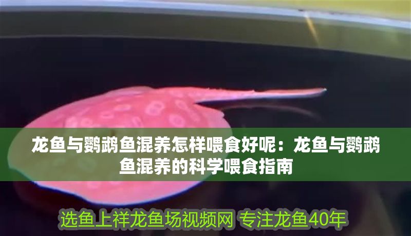 龍魚(yú)與鸚鵡魚(yú)混養(yǎng)怎樣喂食好呢：龍魚(yú)與鸚鵡魚(yú)混養(yǎng)的科學(xué)喂食指南