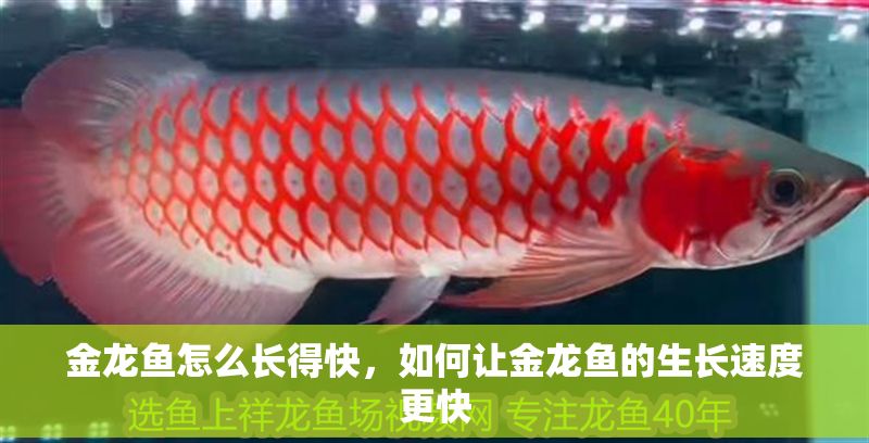 金龍魚怎么長得快，如何讓金龍魚的生長速度更快