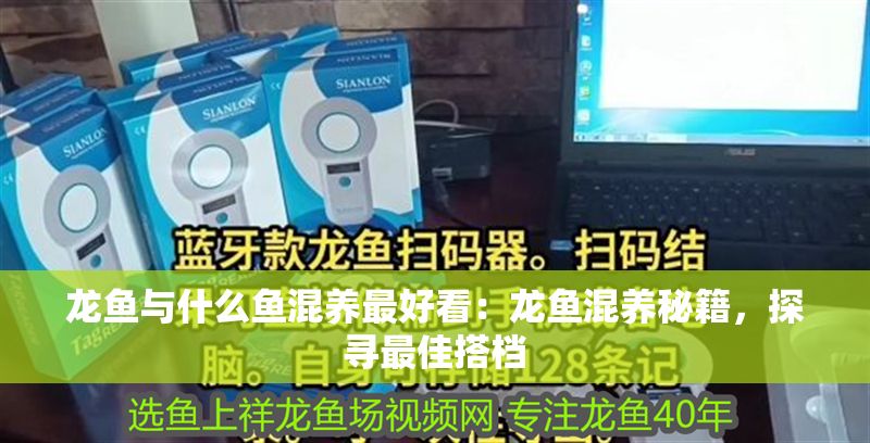 龍魚與什么魚混養最好看：龍魚混養秘籍，探尋最佳搭檔