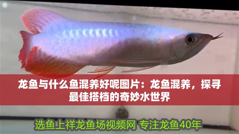 龍魚與什么魚混養好呢圖片：龍魚混養，探尋最佳搭檔的奇妙水世界