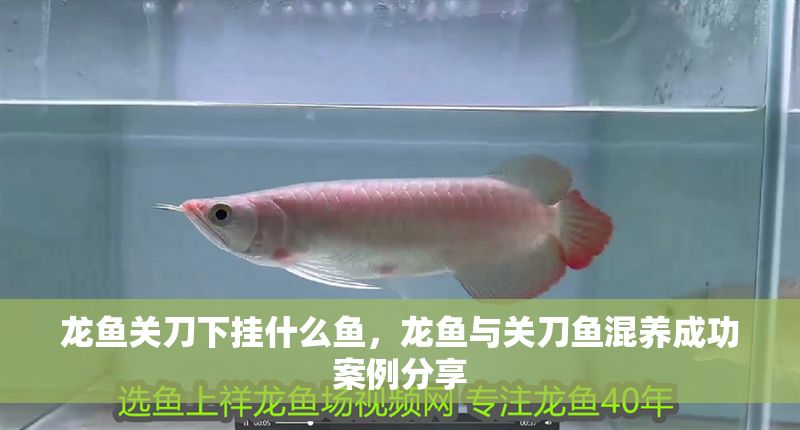 龍魚關刀下掛什么魚，龍魚與關刀魚混養成功案例分享