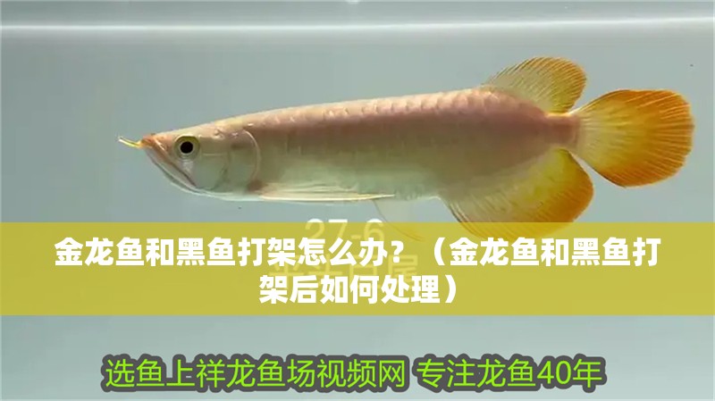 金龍魚和黑魚打架怎么辦？（金龍魚和黑魚打架后如何處理）