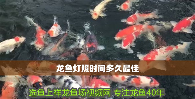 龍魚燈照時間多久最佳