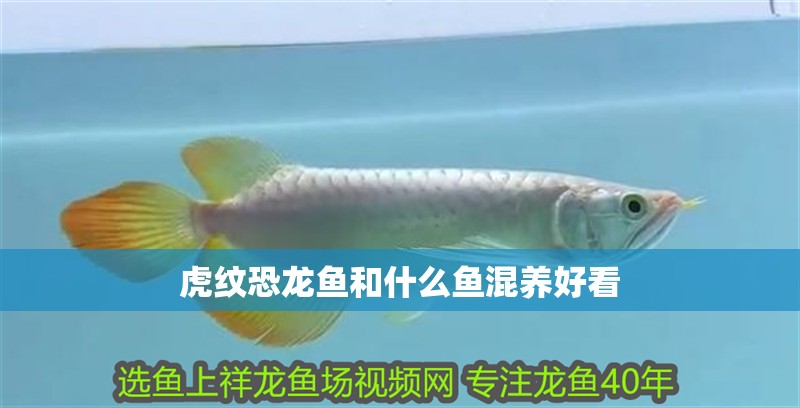 虎紋恐龍魚和什么魚混養好看