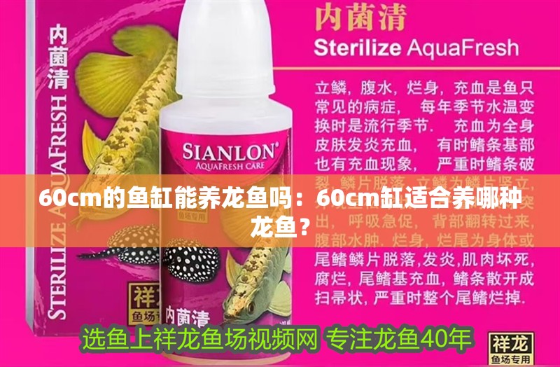 60cm的魚缸能養龍魚嗎：60cm缸適合養哪種龍魚？