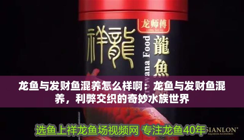 龍魚與發財魚混養怎么樣啊：龍魚與發財魚混養，利弊交織的奇妙水族世界