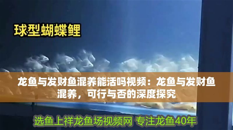 龍魚與發財魚混養能活嗎視頻：龍魚與發財魚混養，可行與否的深度探究