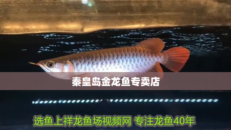 秦皇島金龍魚專賣店
