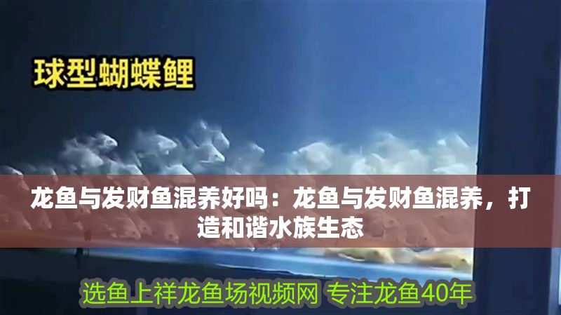 龍魚與發財魚混養好嗎：龍魚與發財魚混養，打造和諧水族生態