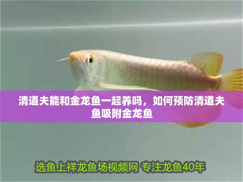 清道夫能和金龍魚一起養嗎，如何預防清道夫魚吸附金龍魚