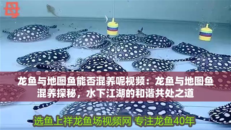 龍魚與地圖魚能否混養呢視頻：龍魚與地圖魚混養探秘，水下江湖的和諧共處之道
