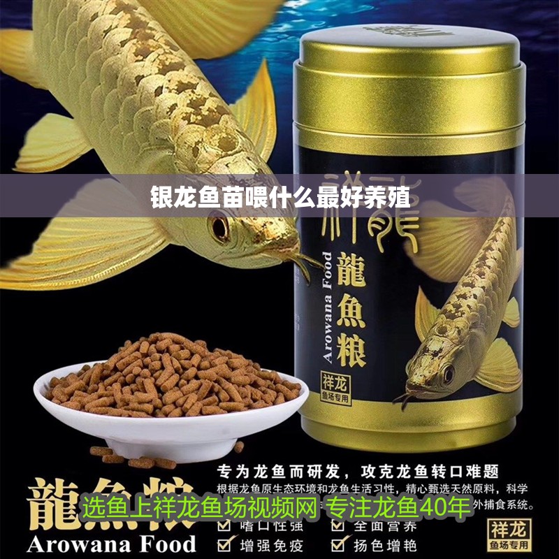 銀龍魚苗喂什么最好養(yǎng)殖