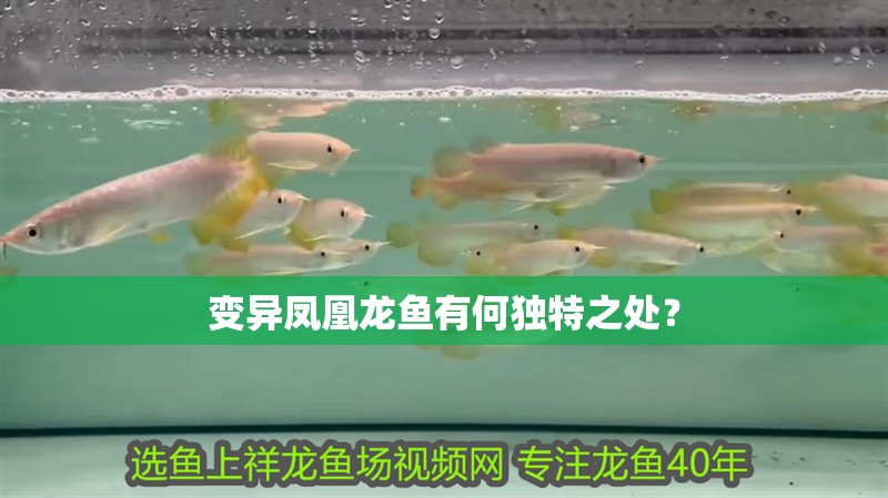 變異鳳凰龍魚(yú)有何獨(dú)特之處？