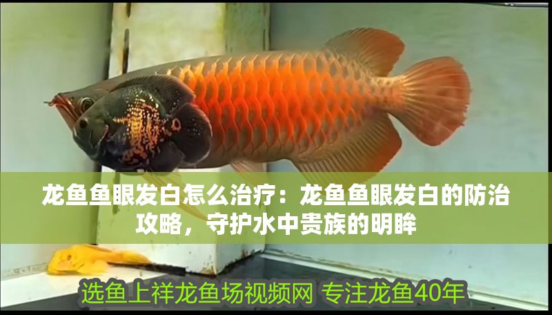 龍魚魚眼發白怎么治療：龍魚魚眼發白的防治攻略，守護水中貴族的明眸