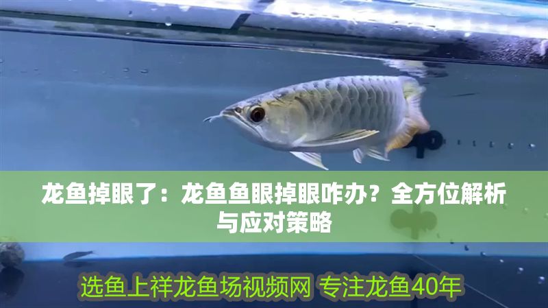 龍魚掉眼了：龍魚魚眼掉眼咋辦？全方位解析與應對策略