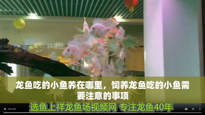 龍魚吃的小魚養在哪里，飼養龍魚吃的小魚需要注意的事項