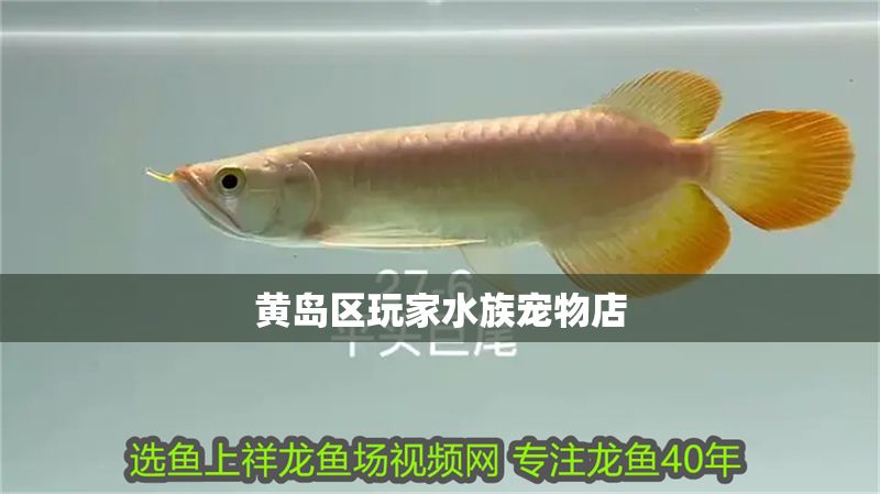 黃島區(qū)玩家水族寵物店