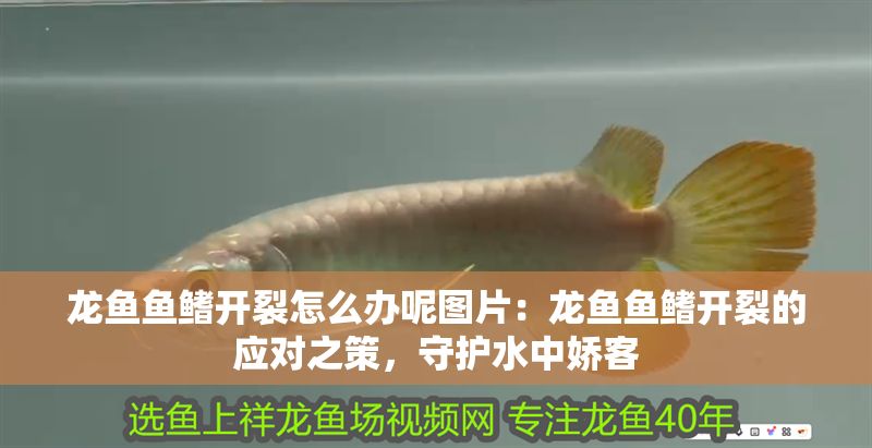 龍魚魚鰭開裂怎么辦呢圖片：龍魚魚鰭開裂的應對之策，守護水中嬌客