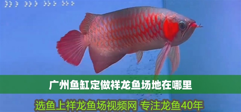 廣州魚缸定做祥龍魚場地在哪里