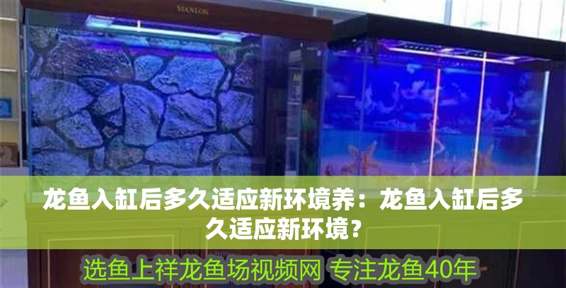 龍魚(yú)入缸后多久適應(yīng)新環(huán)境養(yǎng)：龍魚(yú)入缸后多久適應(yīng)新環(huán)境？