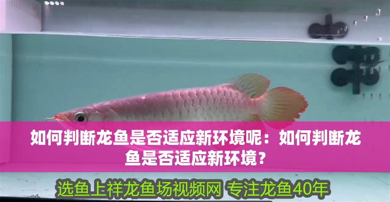 如何判斷龍魚是否適應新環境呢：如何判斷龍魚是否適應新環境？