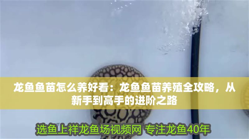 龍魚魚苗怎么養好看：龍魚魚苗養殖全攻略，從新手到高手的進階之路