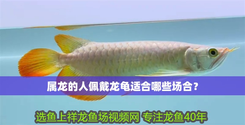 屬龍的人佩戴龍龜適合哪些場(chǎng)合？