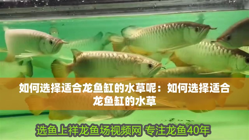 如何選擇適合龍魚缸的水草呢：如何選擇適合龍魚缸的水草