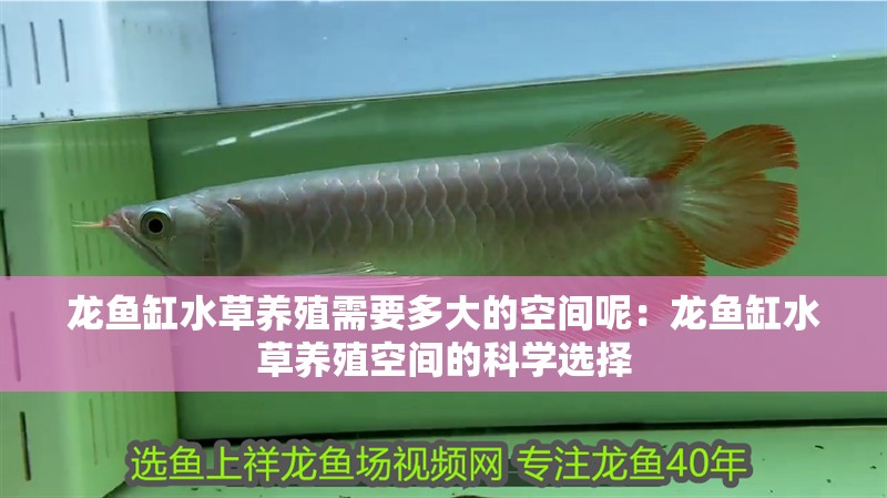 龍魚缸水草養(yǎng)殖需要多大的空間呢：龍魚缸水草養(yǎng)殖空間的科學(xué)選擇