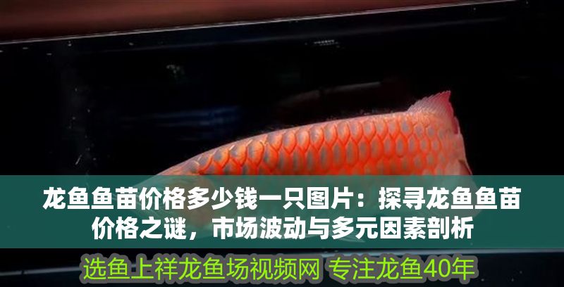 龍魚魚苗價格多少錢一只圖片：探尋龍魚魚苗價格之謎，市場波動與多元因素剖析