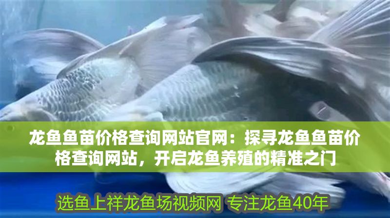 龍魚魚苗價(jià)格查詢網(wǎng)站官網(wǎng)：探尋龍魚魚苗價(jià)格查詢網(wǎng)站，開啟龍魚養(yǎng)殖的精準(zhǔn)之門