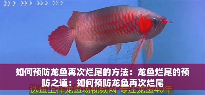 如何預防龍魚再次爛尾的方法：龍魚爛尾的預防之道：如何預防龍魚再次爛尾